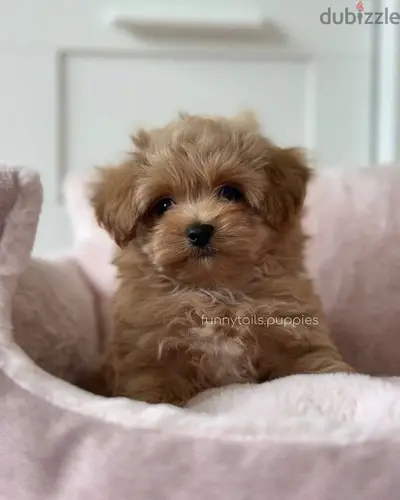 Beautiful Maltipoo Puppies/ High quality/ Available in Store &Delivery
