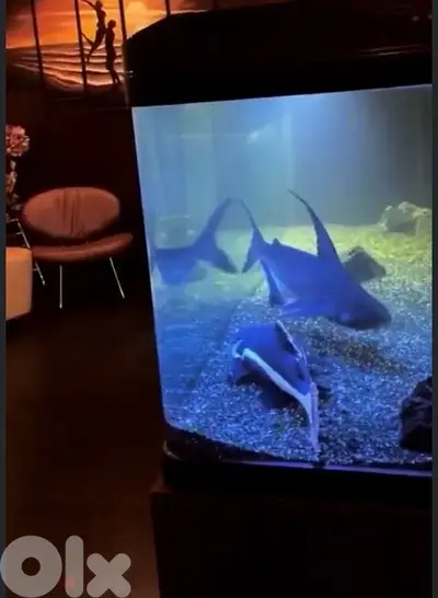 Aquarium custom made (fish tank + closet) Respectful buyers only