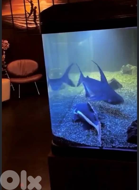Aquarium custom made (fish tank + closet) Respectful buyers only 0