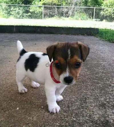 Healthy & cute Jack Russell puppies pure breed Dog/Delivery/ كلب جرو