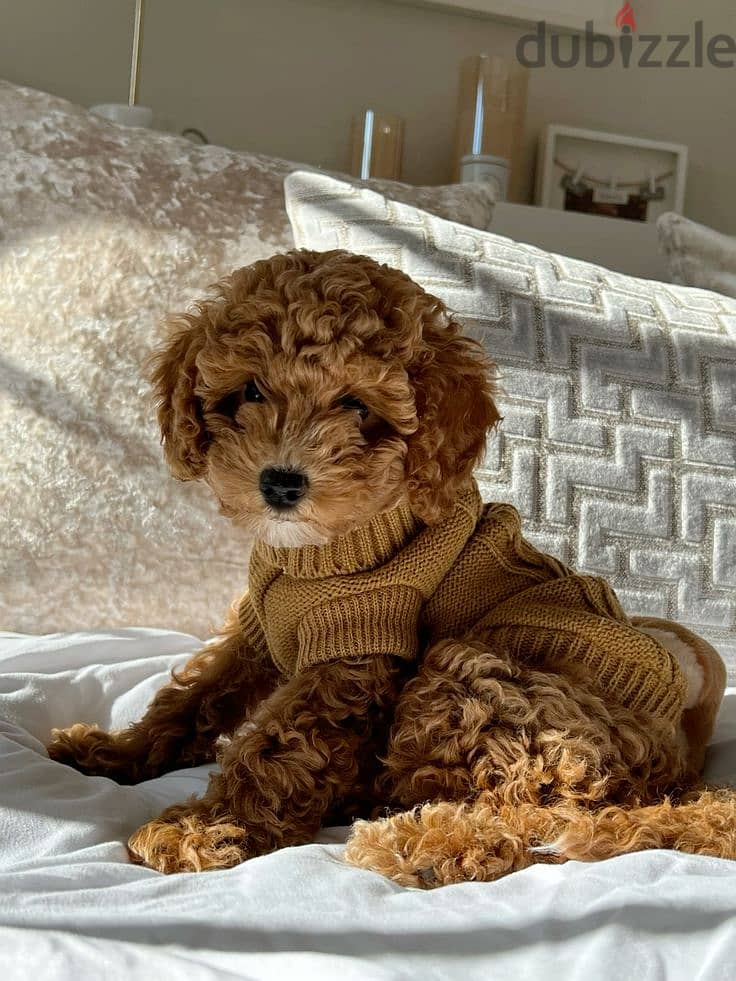 Adorable Poodle Puppies-Ready for Loving Homes-Available in store 0