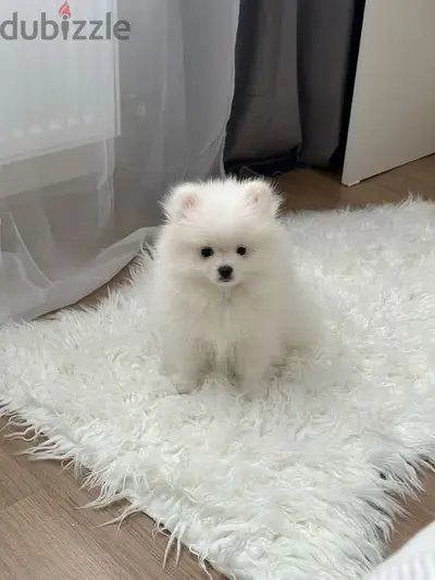 Adorable Pomeranian Puppies/Available in Store/ Imported/High Quality Adorable Pomeranian Puppies/Available in Store/ Imported/High Quality