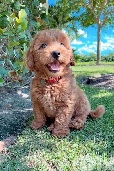 Unique Mini Goldendoodle puppy imported dog/ كلاب / DELIVERY available