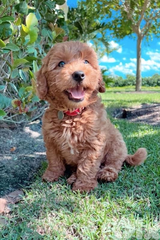 Unique Mini Goldendoodle puppy imported dog/ كلاب / DELIVERY available 0