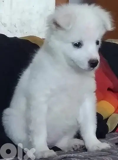 Fluffy Loulou Spitz Puppies Looking for Their Forever Homes!!