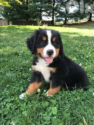 High quality Bernese Mountain Dog ORDER PROCESSED UPON REQUEST