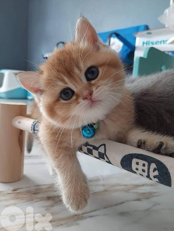 Beautiful British Golden Chinchilla Imported kitten قطط Delivery Cat 0