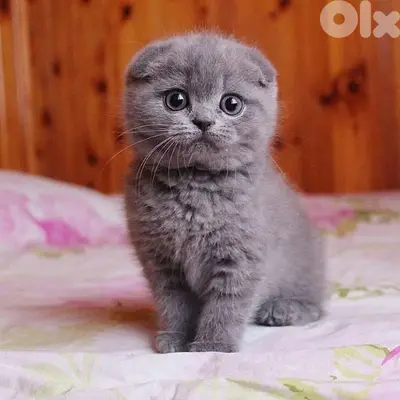 Beautiful Scottish Fold Kitten Available in Store/ cat قطط