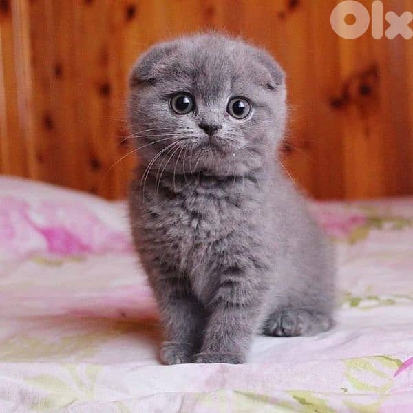 Beautiful Scottish Fold Kitten Available in Store/ cat قطط 0