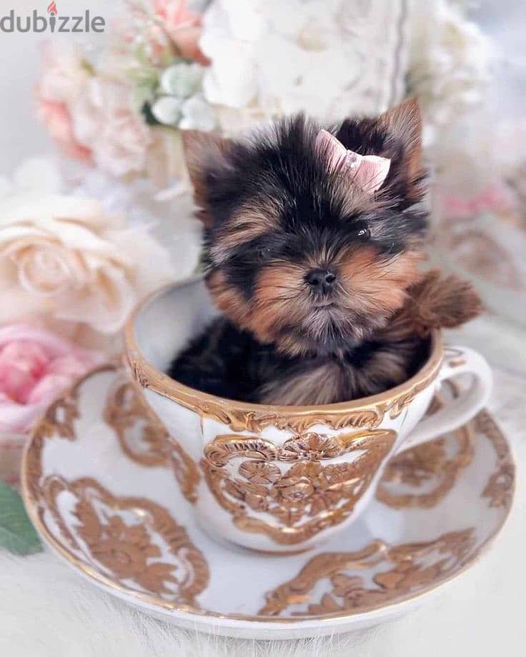 Yorkshire. Puppies Available in Store/ dog كلاب 0