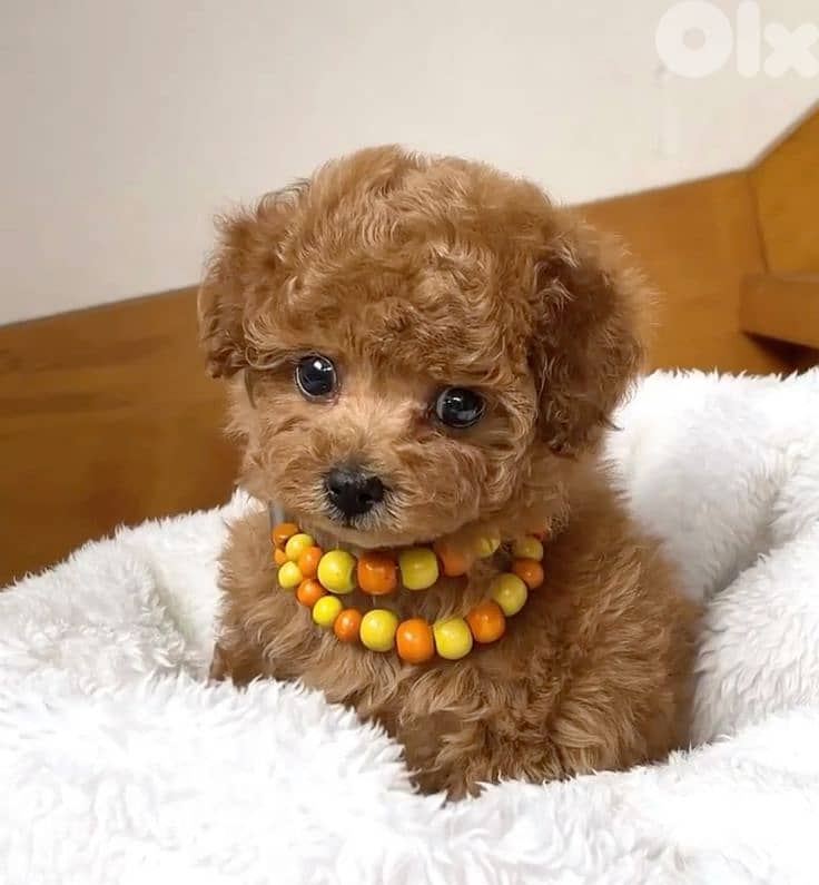 toy Poodle Puppy Small Size Available/ dog كلاب 0