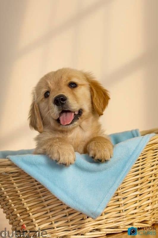 Beautiful Golden Retriever Puppuies Available in Store & Delivery 0