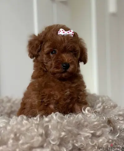 Small Size Poodle Puppies Available now/ dog كلاب