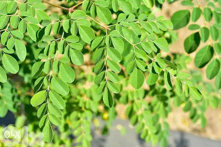 Moringa trees شجر مورينغا الأفريقي