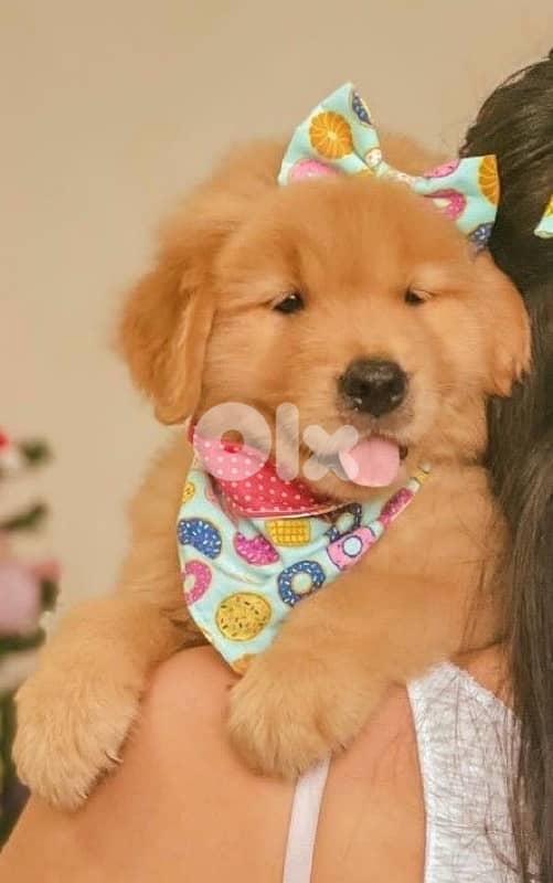 Impressive Golden Retriever puppy imported available! Dog كلب Delivery 0
