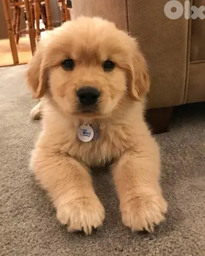 Pure Golden Retriever puppy available in store!! Dog كلب Deliver y