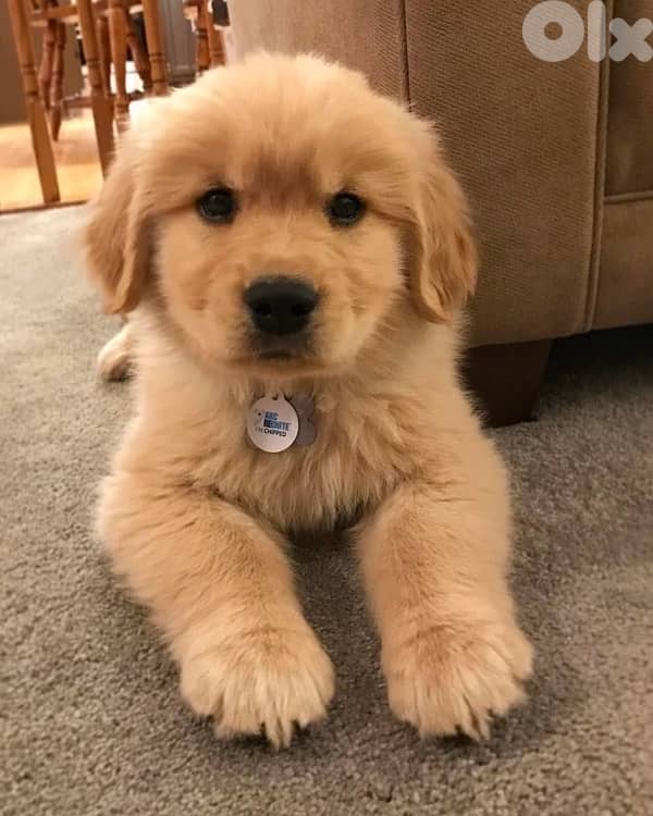 Pure Golden Retriever puppy available in store!! Dog كلب Deliver y 0