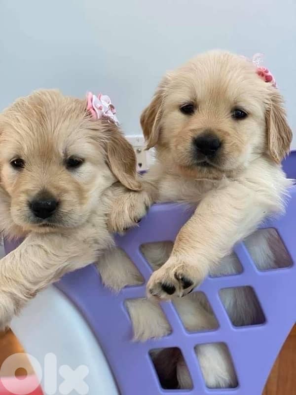 High quality Golden Retriever puppy available!!! Dog كلب Delivery 0