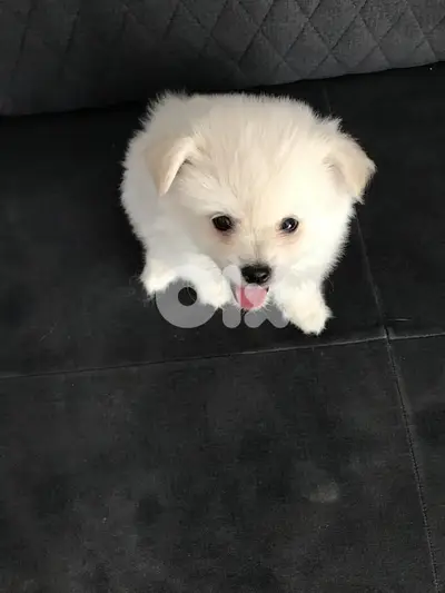 Mini Loulou Puppy available! Dog Delivery available كلاب