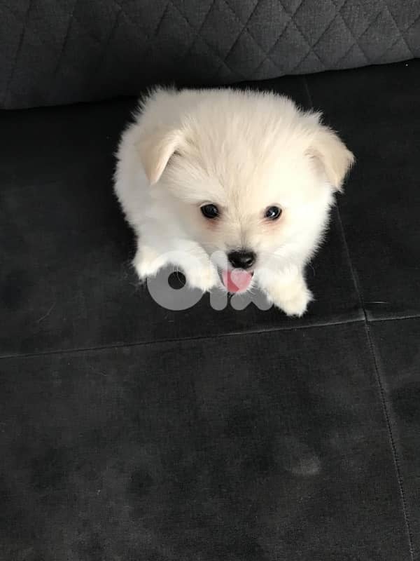 Mini Loulou Puppy available! Dog Delivery available كلاب 0