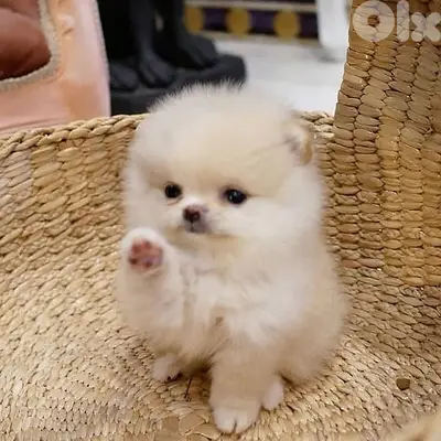 pomeranian puppy teacup Imported