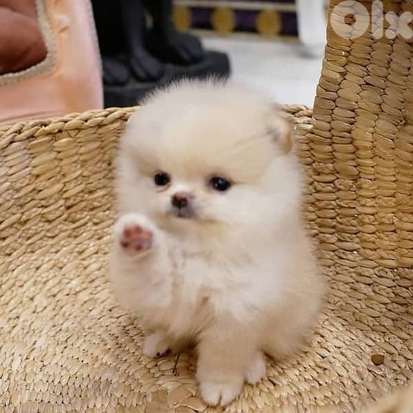 pomeranian puppy teacup Imported 0
