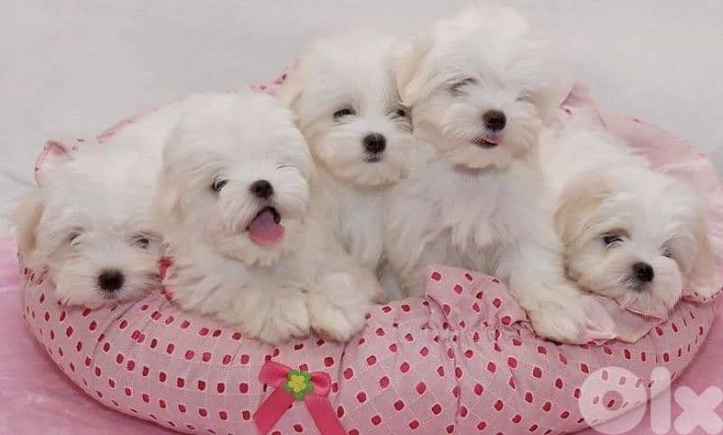 Small Fluffy Bichon Maltese Puppies Available/ dog كلاب 0