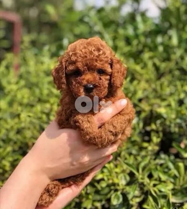 Small Toy Poodle red brown imported puppy available! Dog كلب Delivery 0