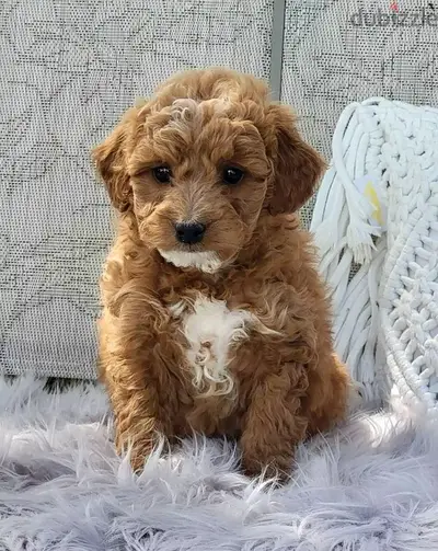 toy poodle puppy imported toy poodle puppy imported
