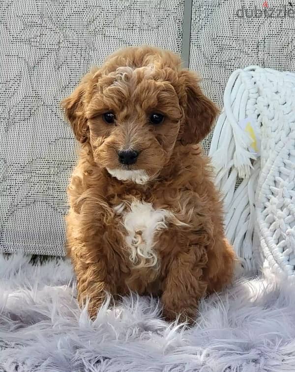 toy poodle puppy imported 0