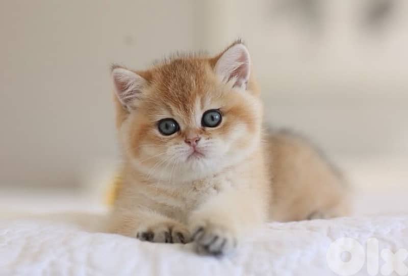 British Golden Chinchilla Imported 0