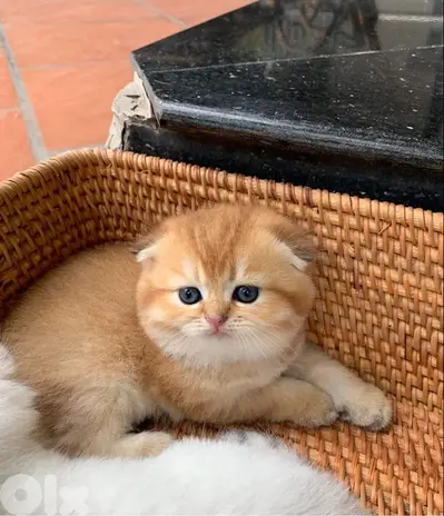Scottish Fold Golden Chinchilla imported