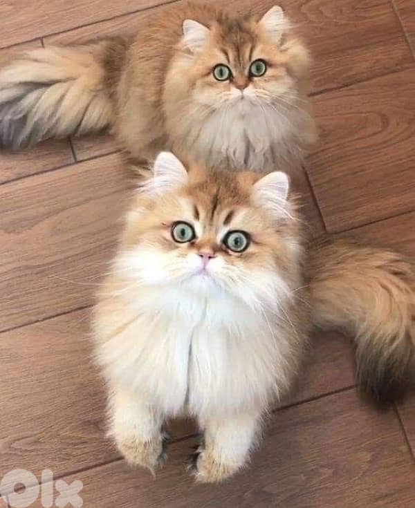 Long Hair British golden chinchilla  kitten delivery available 0