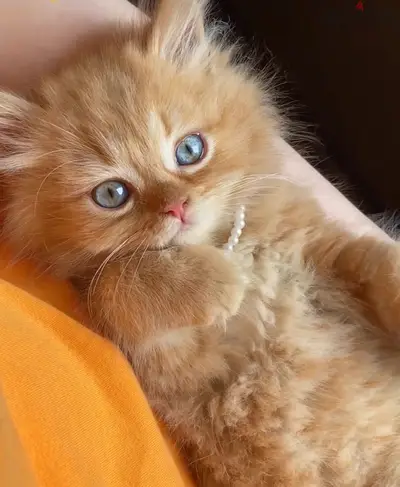 Most beautiful Persian blue eyes Kitten orange / Cat قطط Delivery