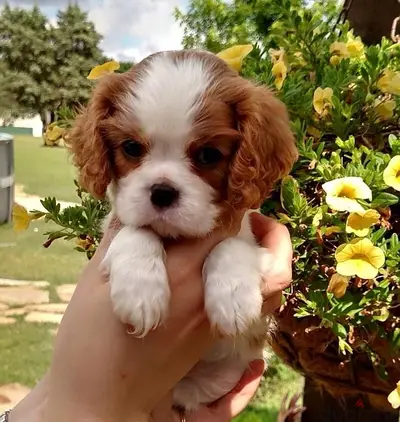 Cavalier king charles puppy adorbss imported
