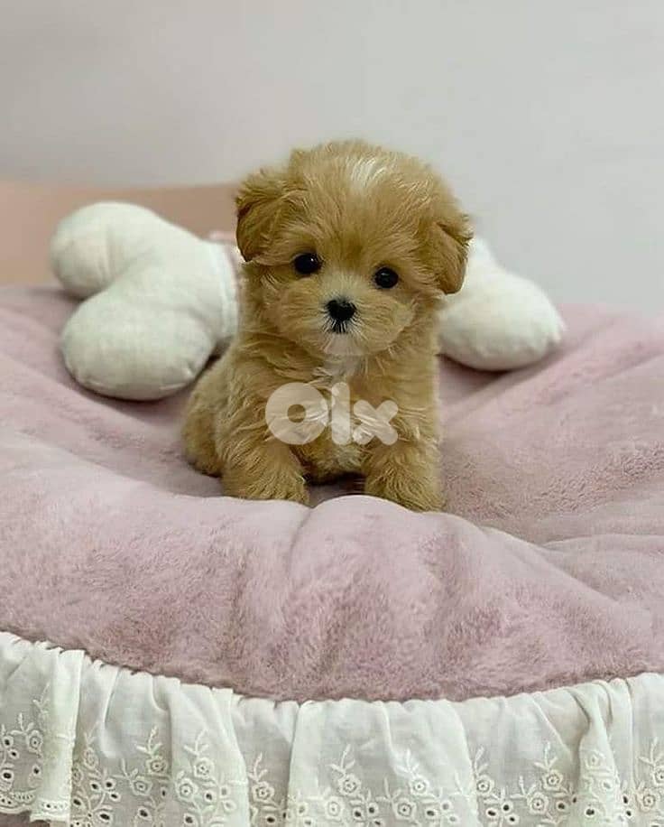Charming Maltipoo Puppies for Sale – Sweet, Playful & Ready for You! 0