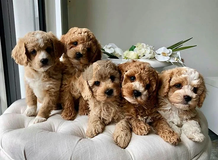 Maltipoo Puppies Available Store/Delivery – Cute, Friendly, and Loyal