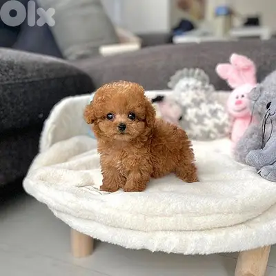 Poodle Puppies Available in Store – Intelligent, Playful, Loyal