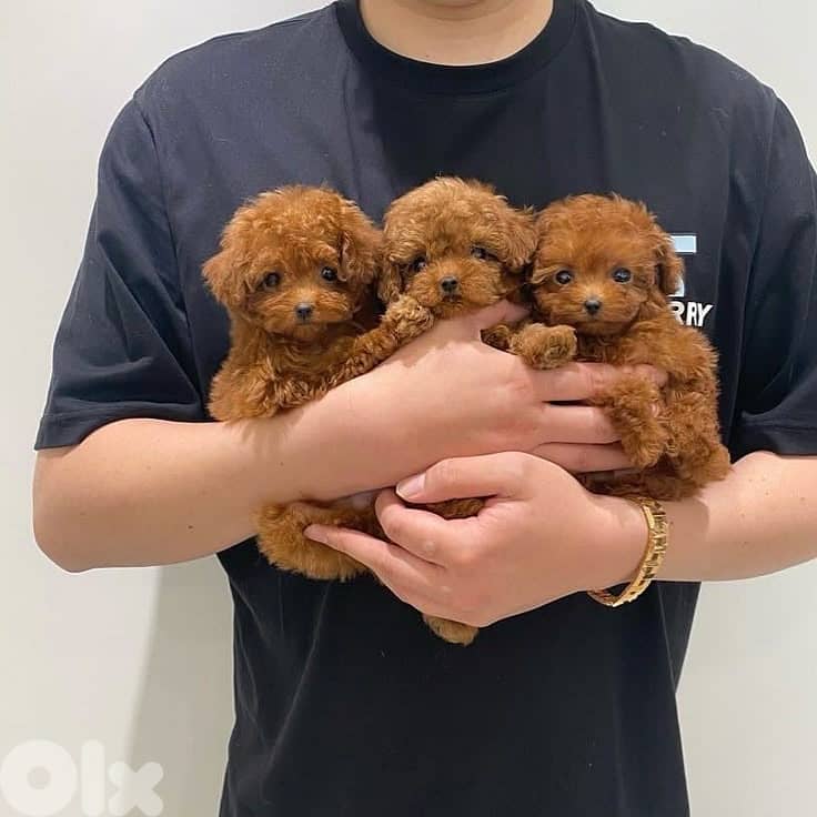 Beautifull Imported Red Toy Poodle Puppy Availabe in Store & Delivery 0