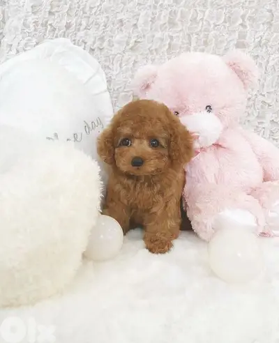 Perfect Small Teacup Poodle Puppies Available in Store/ dog كلاب