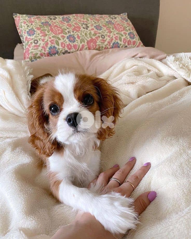 Charming Cavalier King Charles Puppies Available in Store & Delivery 0