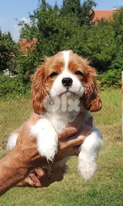 Adorable Cavalier King Charles Puppies- High Quality- Dog -Delivery