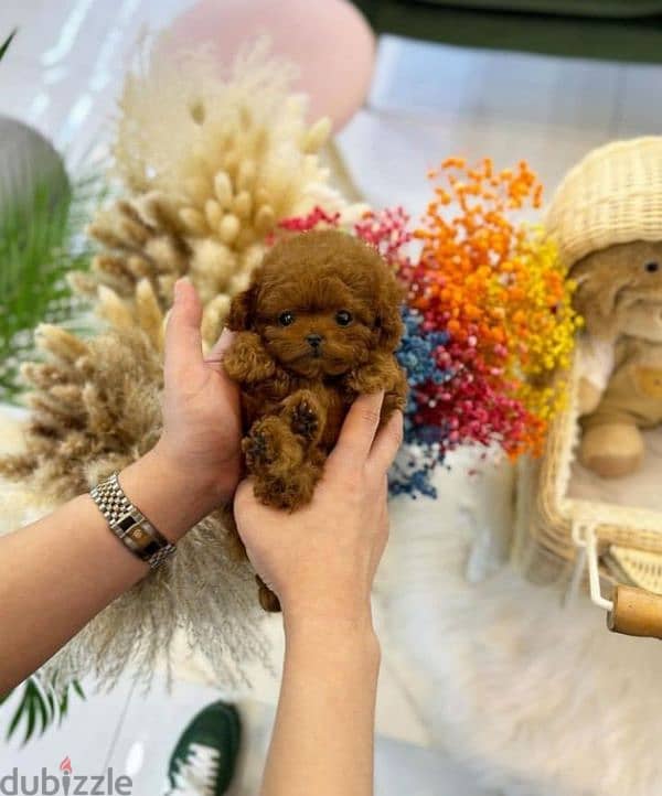 Adorable  Poodle Puppies Available In Store & Delivery 0