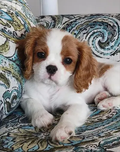 Charming Cavalier King Charles Puppies Available in Store &Delivery
