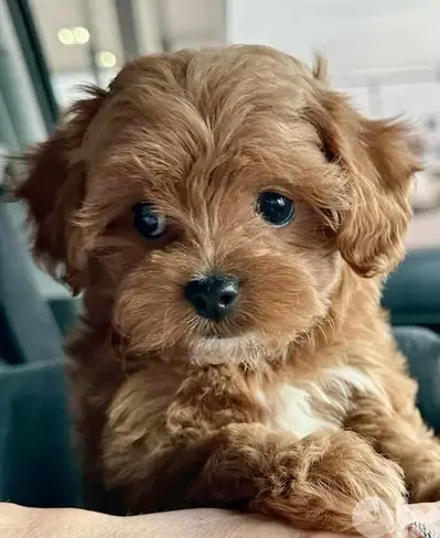 Adorable Toy Maltipoo Small Size Puppy -Available/Delivery/ dog كلاب