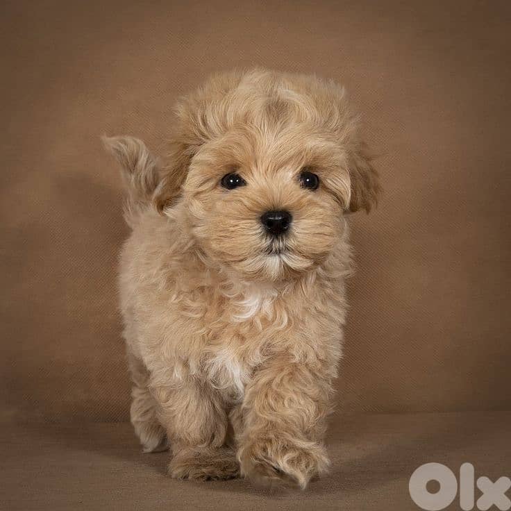 Tiny Toy Maltipoo Puppy Available/ Small Size/ dog كلاب 0
