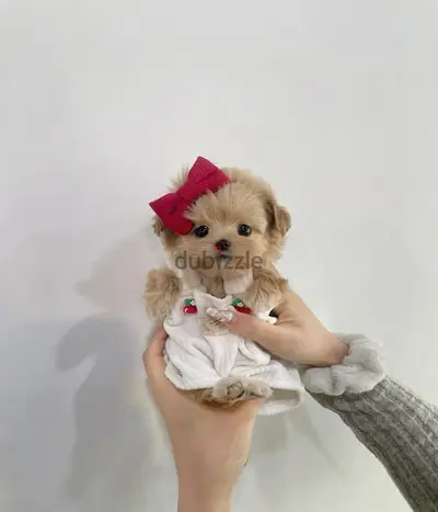 Special Tiny Toy Maltipoo Puppies in Store/ Small Size dog كلاب