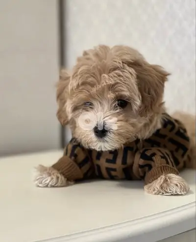Small and Adorable Toy Maltipoo Puppies/ Available dog كلاب