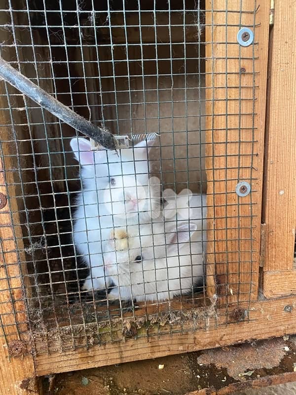 ORGA RABBIT/lion head للبيع ارانب كاليفورنيا و راس الاسد 8