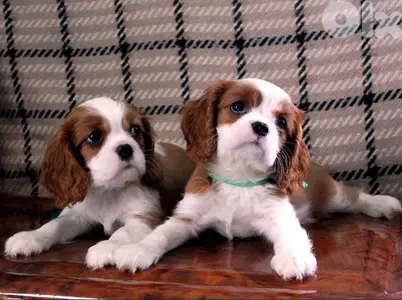Gentle Cavalier King Charles Puppies/ Available/ dog كلاب